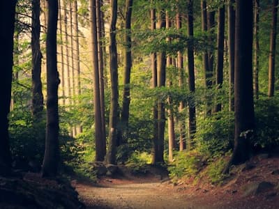 Trüffelwanderung 15