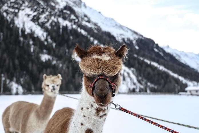 Winterwanderung mit Alpakas in Gschnitz