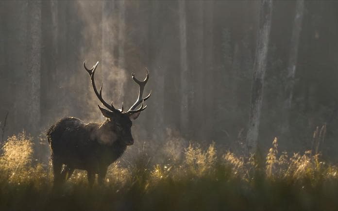 Kino: Das Flüstern der Wälder (MA)