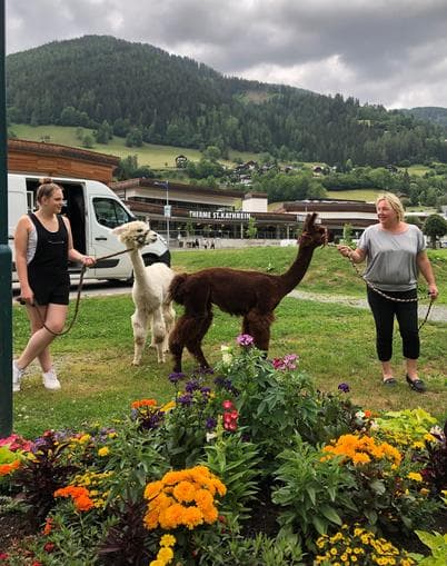 Spaziergang mit Alpakas