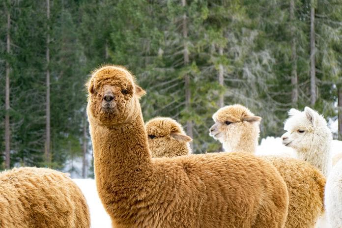 Winter Erlebnisse - Alpaka - Wanderung mit Weide-Auszeit
