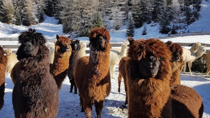 *Alpakas & Lamas hautnah erleben mit Niederthai Card